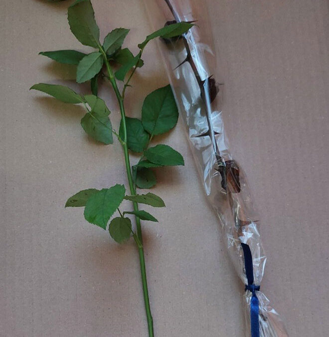 Občni zbor DU Ribnica